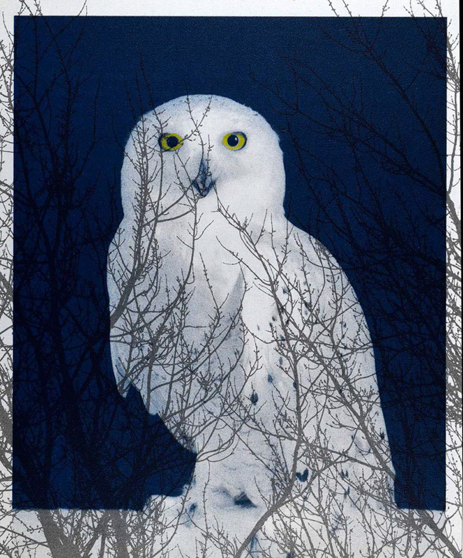 Andy Kraushaar • Snowy Owl • Gum Bichromate over Cyanotype Print-