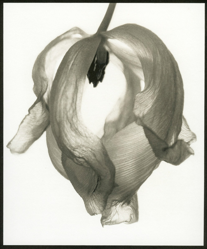 Donald MacDonald •Dying Tulip •
Platinum Palladium Print