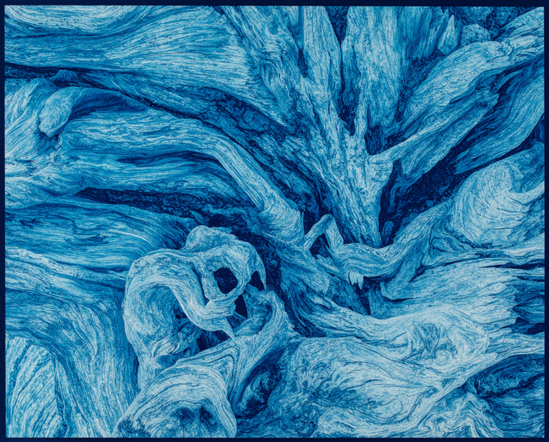 Jake Groenhof • Roots • Cyanotype Print