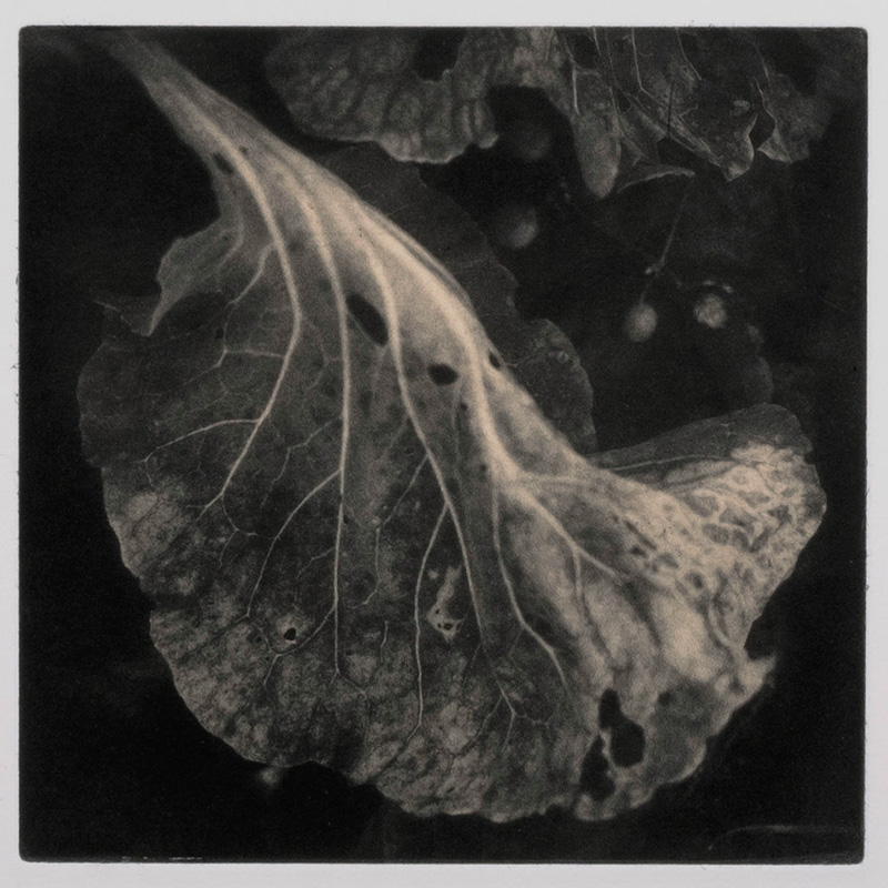 Jeanne Wells • Leaf Study IV •
Photopolymer gravure with chine-collé