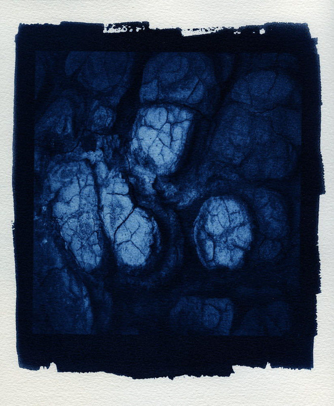 Larry Bullis •
Death Valley Dried Mud •
Cyanotype Print