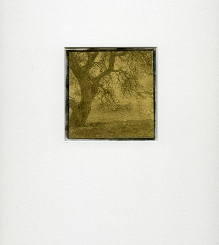 Larry Huhn •
Coastal Tree #1 •
Platinum Palladium Print	