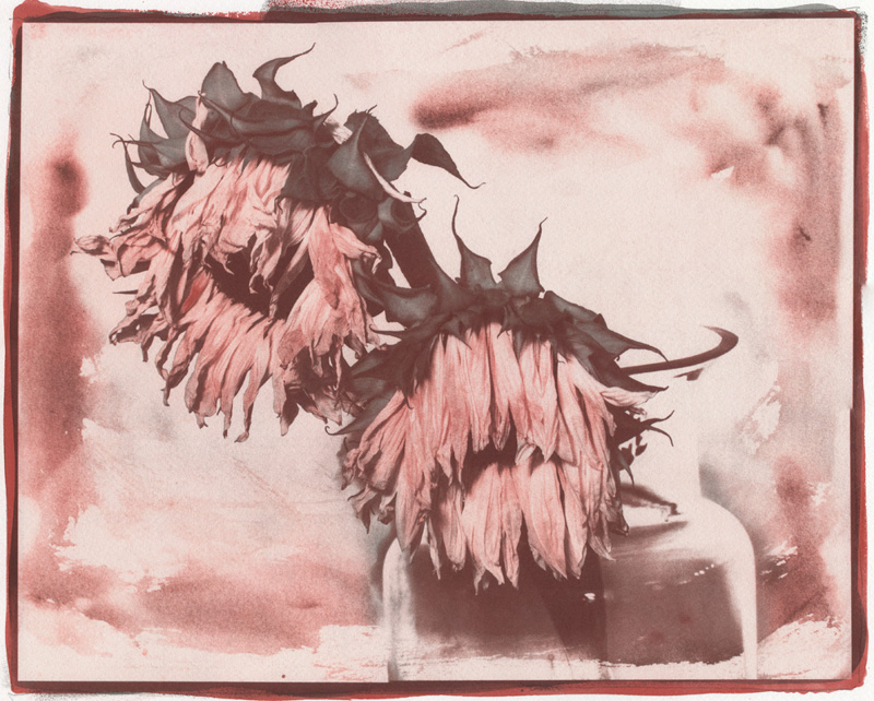 Marek Matusz •
Sunflowers •
Gum Bichromate Print