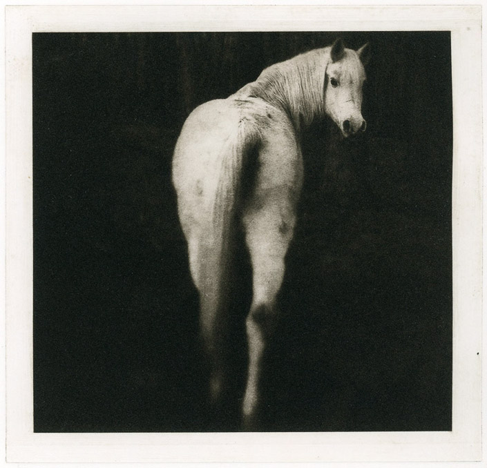 Anne Berry • Newnan, Ga. • Horse in the Woods • Photogravure •$600