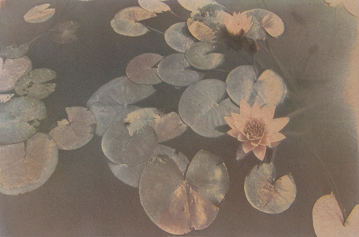 Donna Lee Rollins • Astoria, Or. •
Water Lilies 1 •
Tri Color Gum Bichromate •
$750

