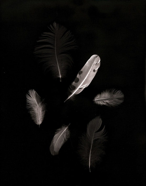 Judy Rowe Taylor • Stanwood, Wa. •
Feather Lights
Lumen Print •
$225
