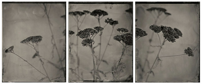 Michelle Smith-Lewis • Seattle, Wa. • 
Portrait of Yarrow •
Wet Plate Collodion Tintype •
$1400
