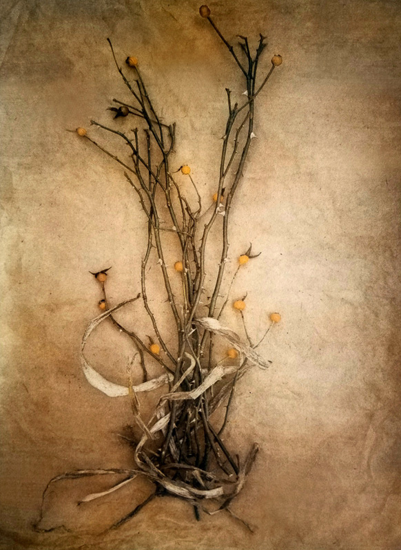 Diana Bloomfield • Raleigh N.C. • Honorable Mention •  Rose Hips • Tri Color Gum Dichromate over Cyanotype