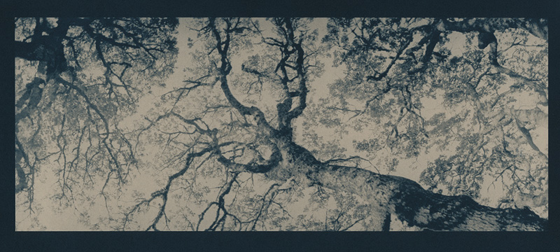 Laura Alice Watt • Sonoma County, Ca. • Oaks Above • Cyanotype