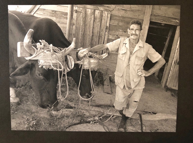 Susie Morrill • Eugene, Or. •
Man with Oxen, Cuba •
Platinum : Palladium Print