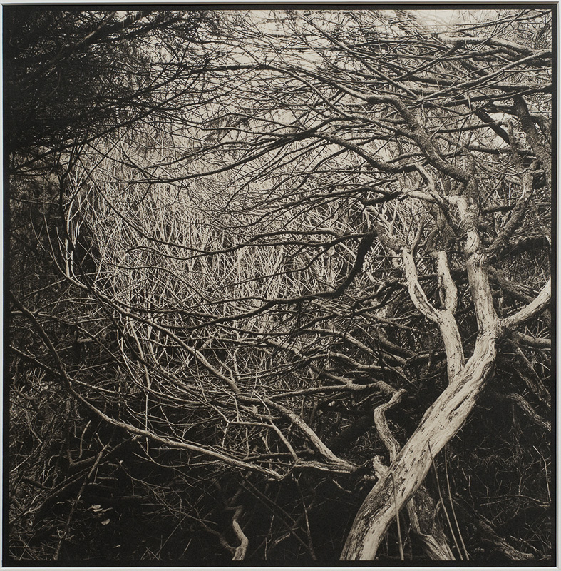 Walt O’Brien • Eugene, Or.
Snarled Bush •
Platinum Palladium Print