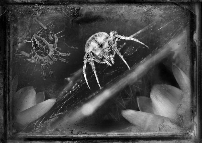 Dianne Yudelson •
Furrow Spiders •
Pigment Ink Print •
$425 : $525
