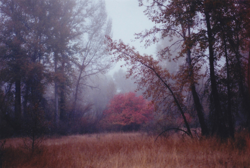 Ken Johnson • The Red Tree