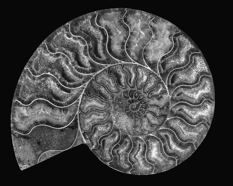 Bob Sanov • Ammonite Fossil Madagascar 2016