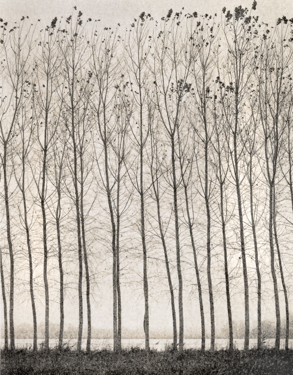 Domenico Foschi • Poplars, Italy