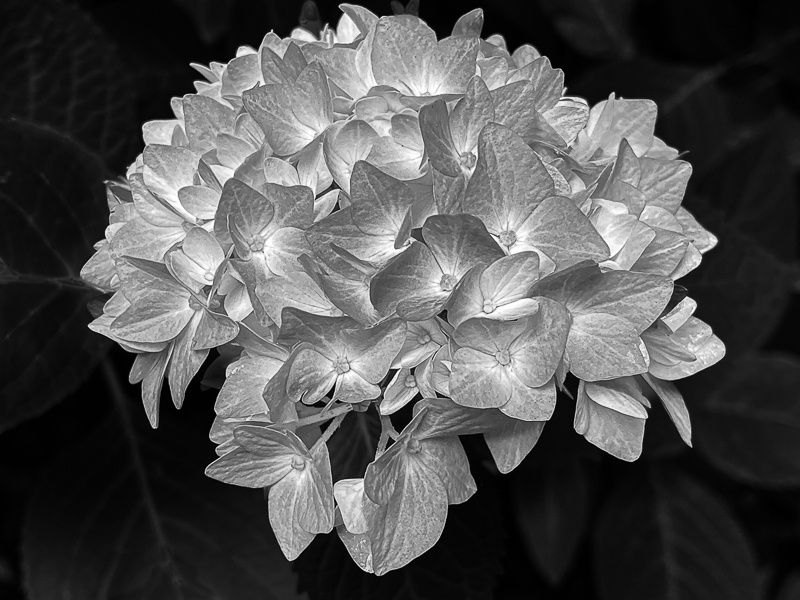 David Schaerer • Hydrangea