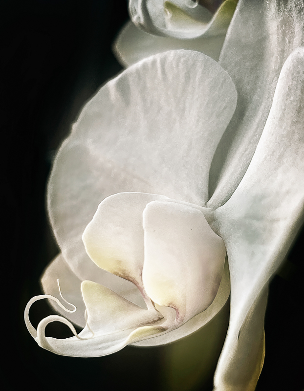 Jody Miller • Orchid-2