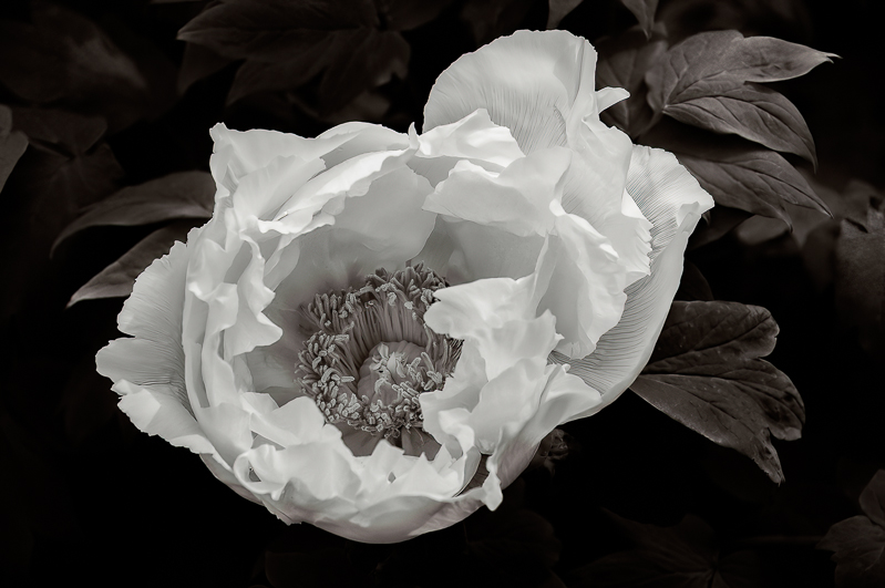 Jody Miller • Peony