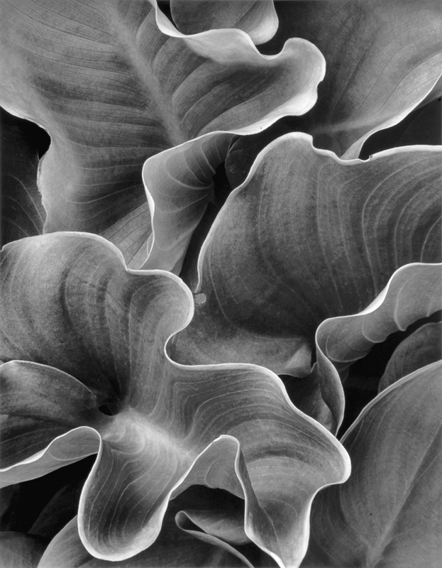 Loren Nelson • Calla Leaves I