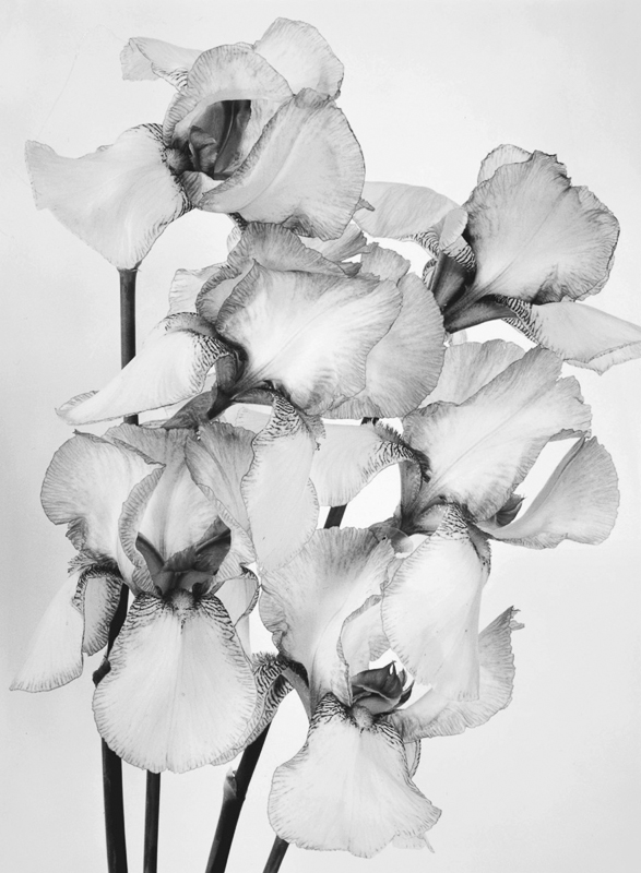 Loren Nelson • Iris study II