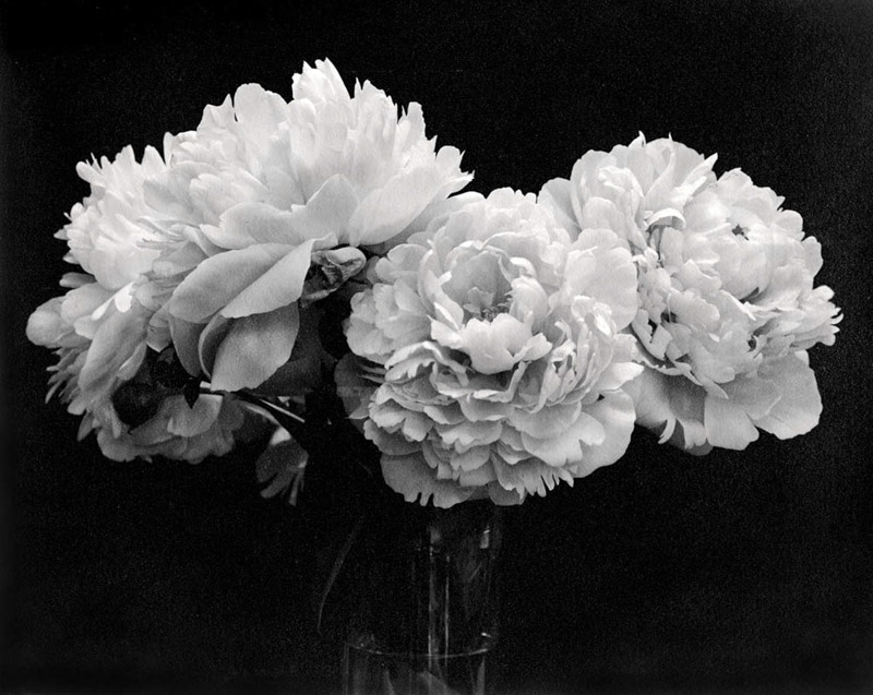 Denise Ross • South Beach, Or. •-Peonies •-Handmade Silver Gelatin Paper