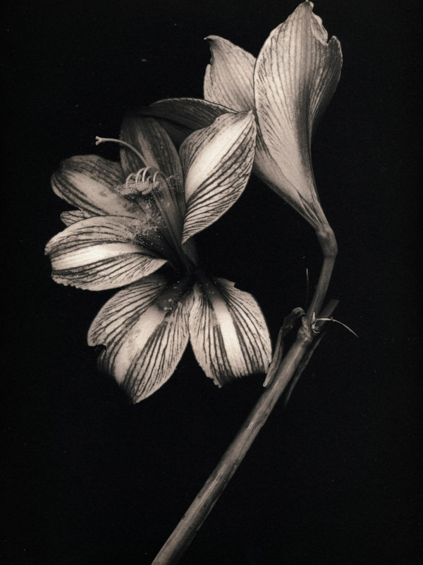 Marek Matusz • Houston, Tx •
Amaryllis •
Platinum-Palladium Print
