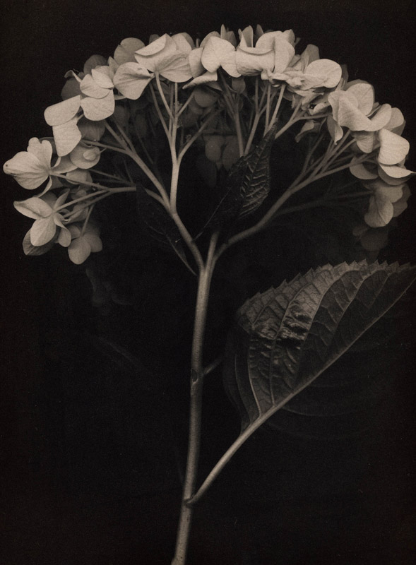 Marek Matusz • Houston, Tx •
Hydrangea •
Platinum-Palladium Print
