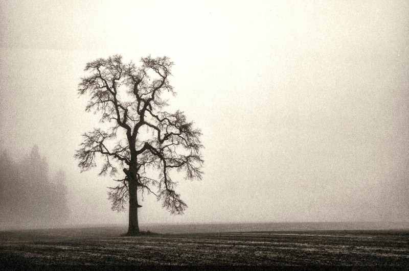 Steve Blair • Beaverton, Or. •
Untitled 3 • 
Platinum-Palladium Print