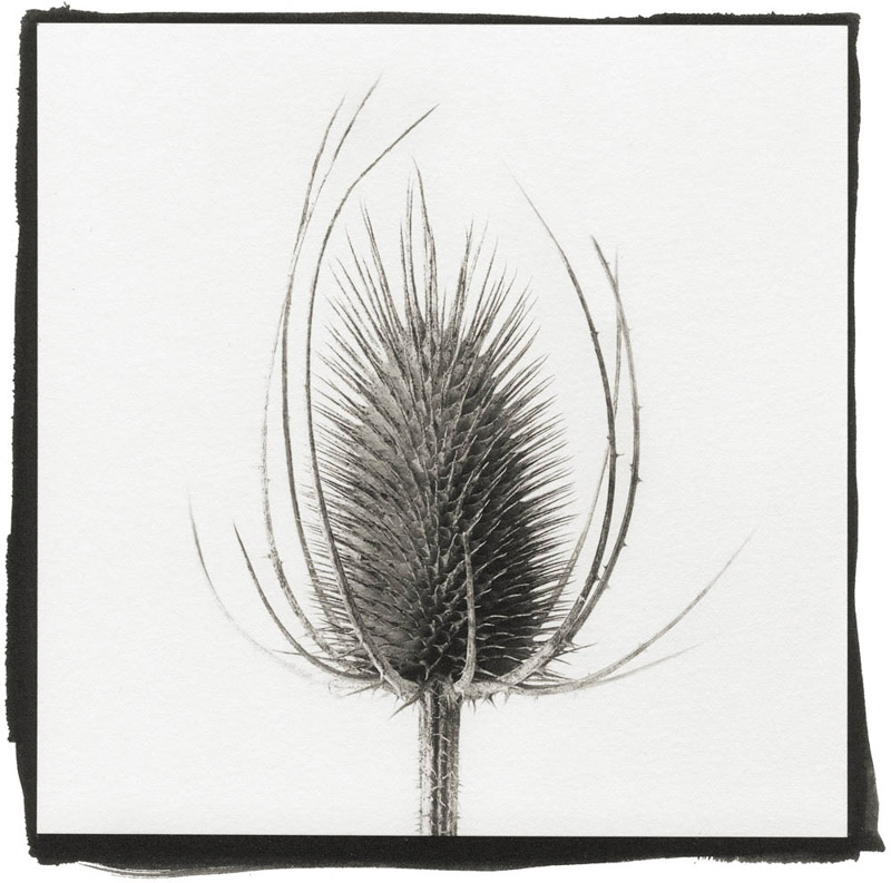 Yelena Zhavoronkova • San Francisco, Ca.
Untitled II •
Platinum-Palladium Print
