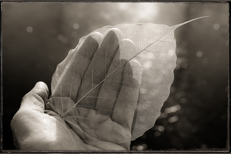 Charlotte Watts •
Bodhi Leaf In My Hand
