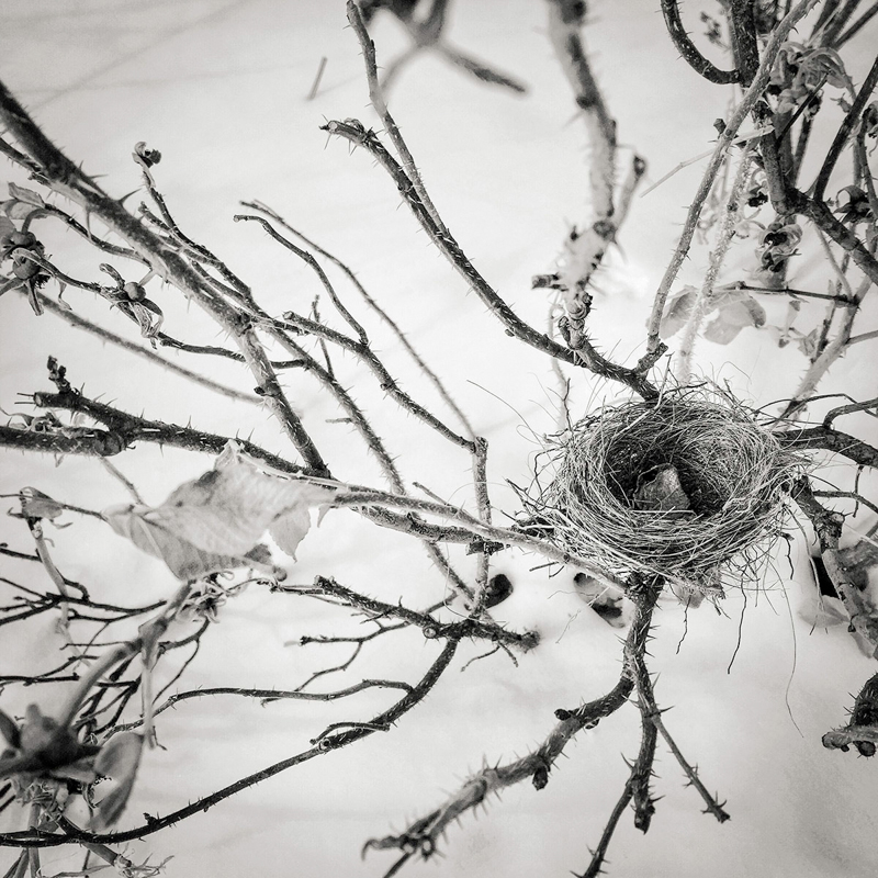 Sally Bowker •  
Nesting