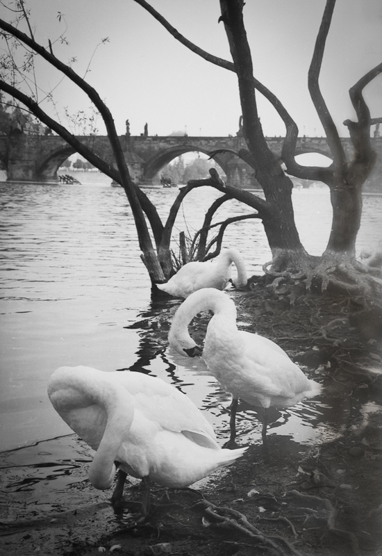 Roger Dorband • Swans