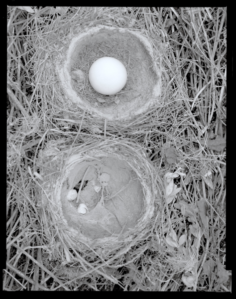 18-Twin Nests