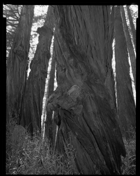 45-Limekiln Redwoods