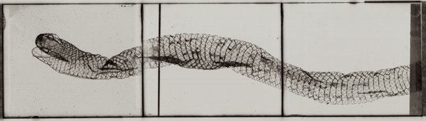 70-Garden Snake (above or below  text )