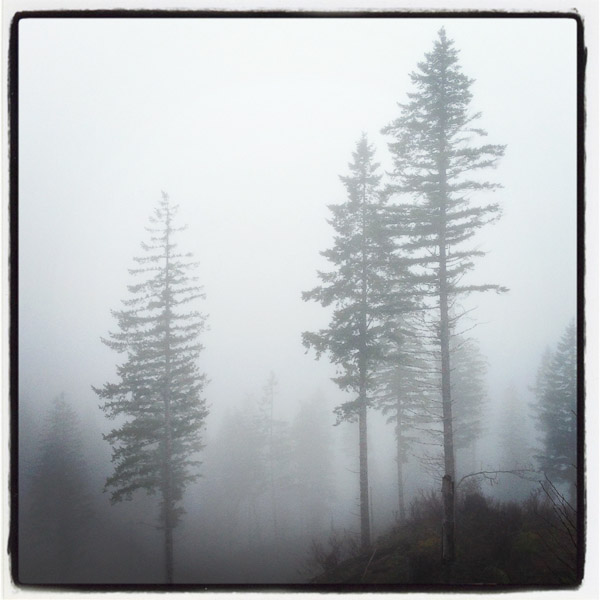 Bill Purcell - Portland, Or. • Forest Fog