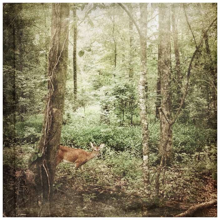 Donna Rosser • Fayetteville, GA. • Deer