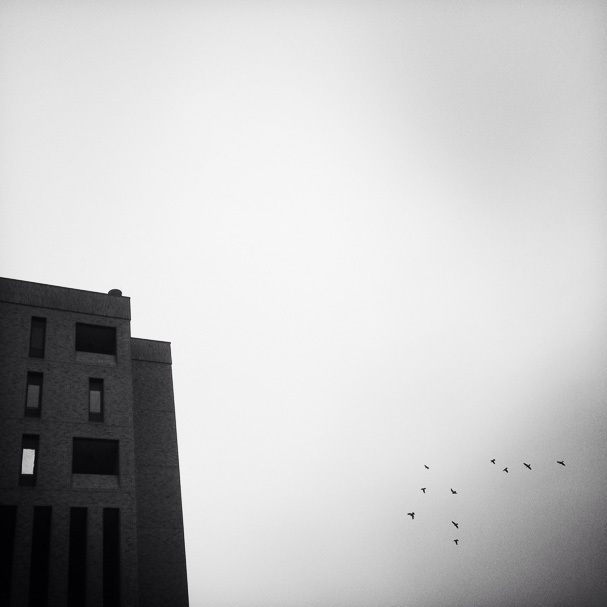 Sheryl Hess • St. Paul, Mn •
Flight of the Crows
