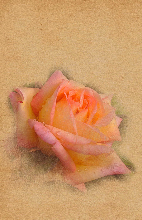 David Becker • Pink Rose On Brown Paper • Eugene, Or.
