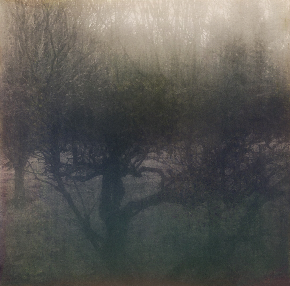 Shirli Marcantel • Trees