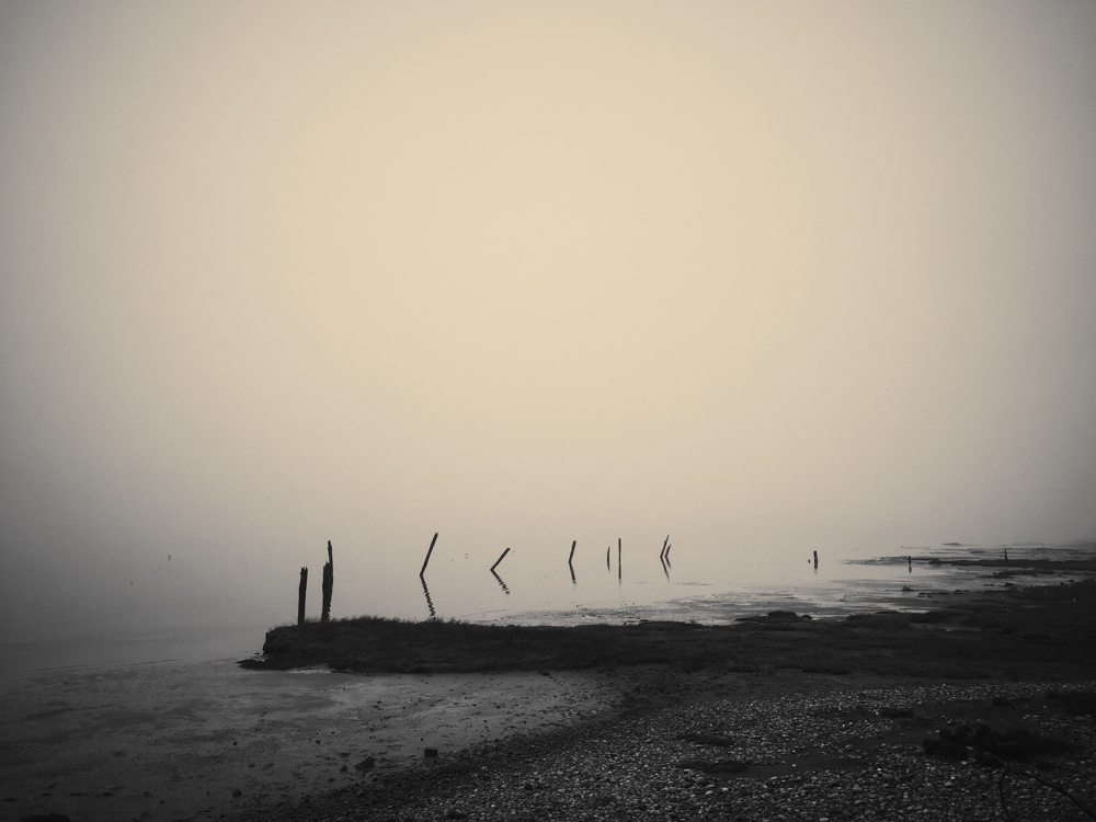SuzanneGoodwin • The Fog Knows