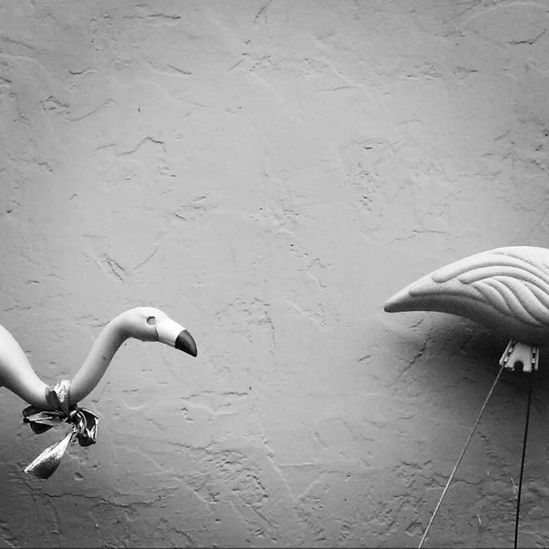 Amy Reathaford • Flamingos • Portland, Or.