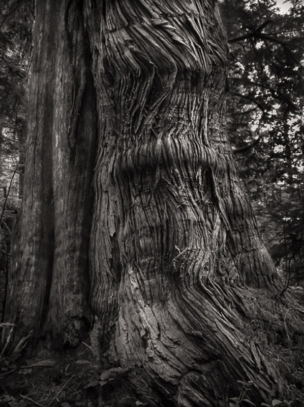 Roger Dorband • 
Willapa Cedar
jpg