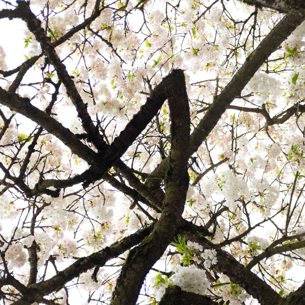 Jason Lazarus • Cherry Blossoms, Oregon