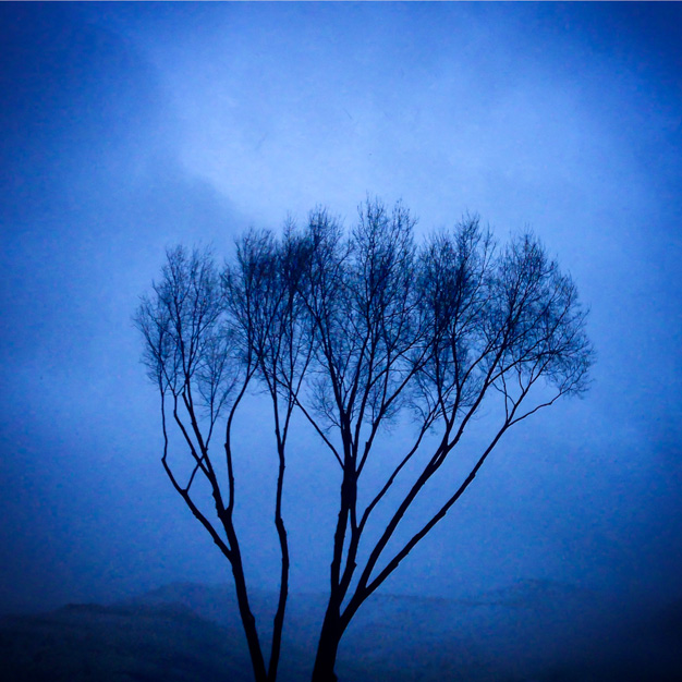 Joni Kabana • Lone Tree