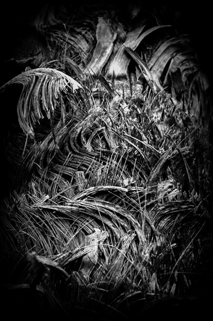 Michele McManmon • Palm Tree Bark