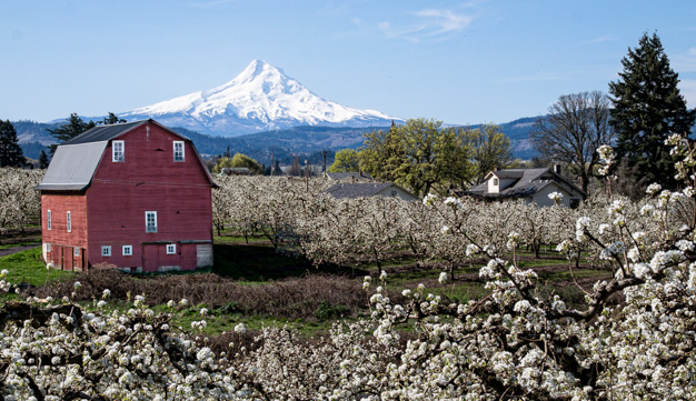 Steve Blair • Hood River Spring