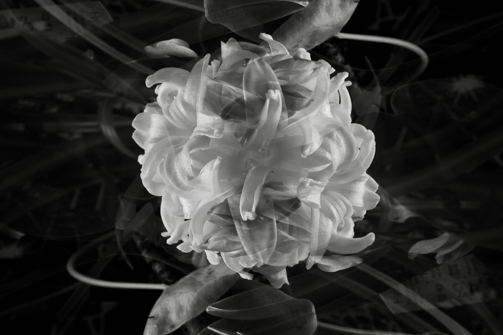 Courtney Viescas • Memory