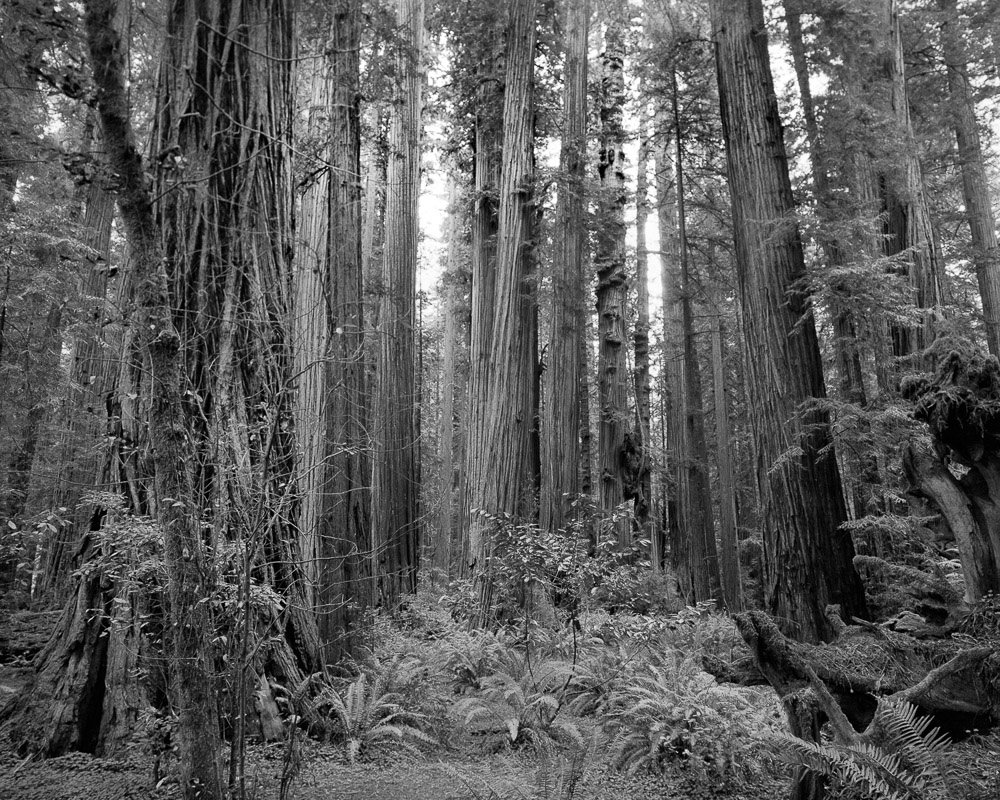 Grace VanPelt • A Walk Through The Redwoods