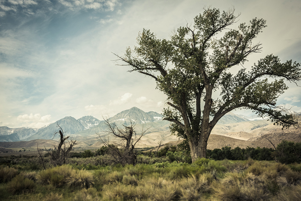 Denise Taylor • Bishop Tree